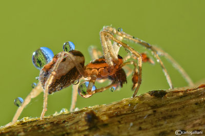 Spider & Refraction