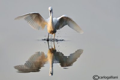 Garzetta- Little Egret (Egretta garzetta)