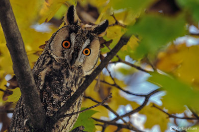 Gufo comune-Long-eared Owl (Asio otus)