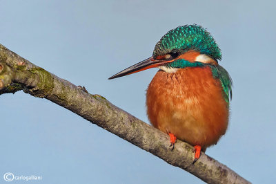 Martin pescatore - Kingfisher - (Alcedo atthis)