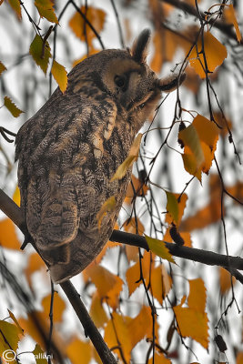 Long-eared Owl