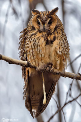 Long-eared Owl pooping
