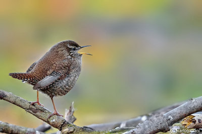 Scricciolo-Winter Wren (Troglodytes troglodytes)