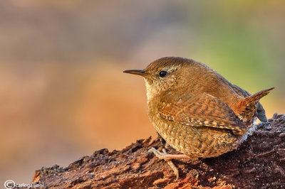 Scricciolo-Winter Wren (Troglodytes troglodytes)