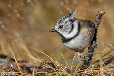 Cincia dal ciuffo - Crested tit (Lophophanes cristatus)