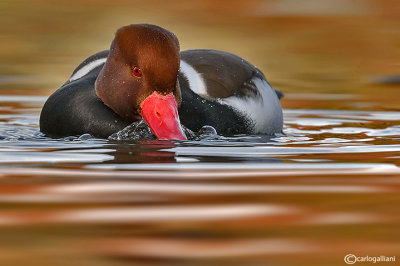 Fistione turco-Red-crested Pochard ( Netta rufina)