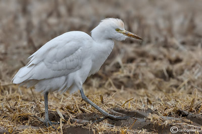 Airone guardabuoi-Cattle Egret (Bubulcus ibis)
