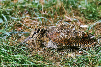 Beccaccia - Eurasian Woodcock (Scolopax rusticola)