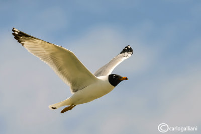 Gabbiano di Pallas -Great Black-headed Gull (Larus ichthyaetus)