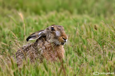 Lepre-European Hare (Lepus europaeus )