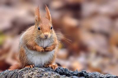  Red squirrel -  (Sciurus vulgaris)