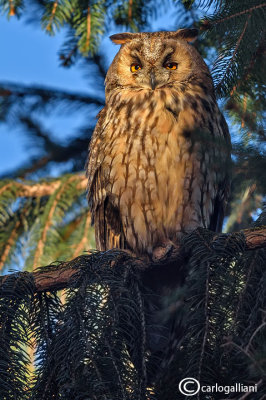 Gufo comune-Long-eared Owl  (Asio otus)