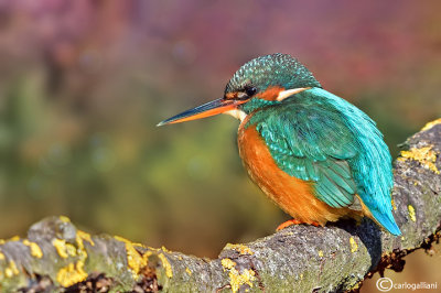 Martin pescatore - Kingfisher - (Alcedo atthis)