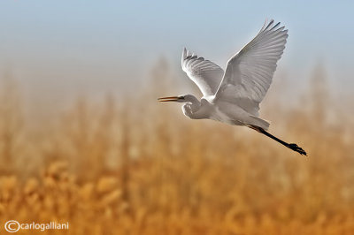 Airone bianco maggiore-Great Egret (Ardea alba)