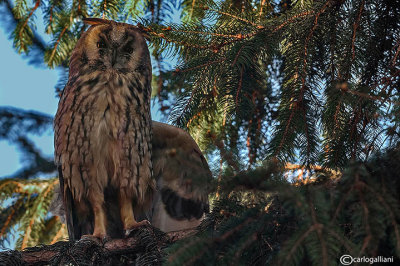 Gufo comune-Long-eared Owl (Asio otus)