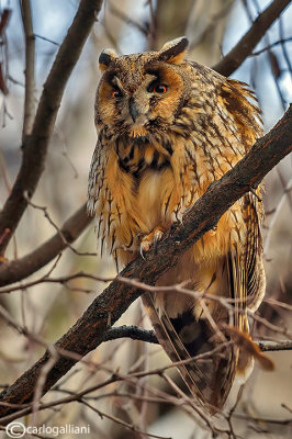Gufo comune-Long-eared Owl (Asio otus)
