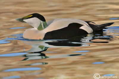 Edredone-Common Eider (Somateria mollissima)