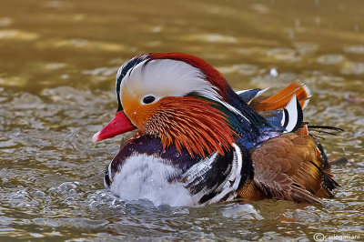 Anatra mandarina-Mandarin Duck (Aix galericulata)