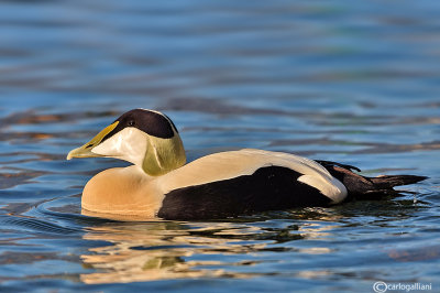 Edredone-Common Eider (Somateria mollissima)