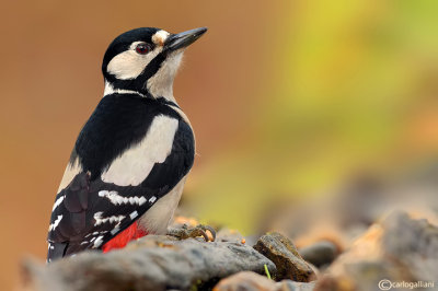 Picchio rosso maggiore-Great Spotted Woodpecker (Dendrocopos major))