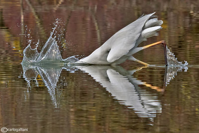 Airone bianco maggiore-Great Egret (Ardea alba)