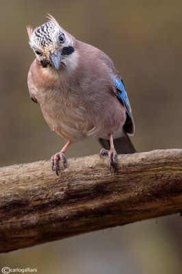 Ghiandaia -Eurasian Jay(Garrulus glandarius)