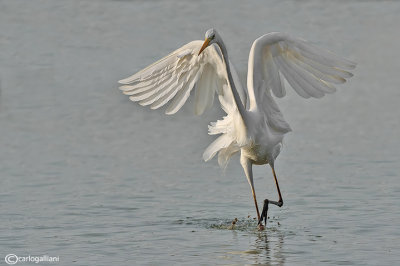 Airone bianco maggiore-Great Egret (Ardea alba)