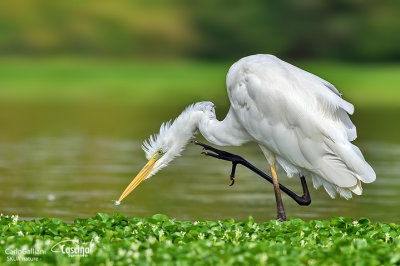 Airone bianco maggiore-Great Egret (Ardea alba)