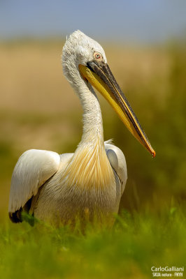 Pellicano riccio- Dalmatian Pelican (Pelecanus crispus)