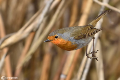 Pettirosso-European Robin(Erithacus rubecula)