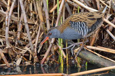 Porciglione - Water Rail (Rallus aquaticus)