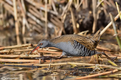 Porciglione - Water Rail (Rallus aquaticus)