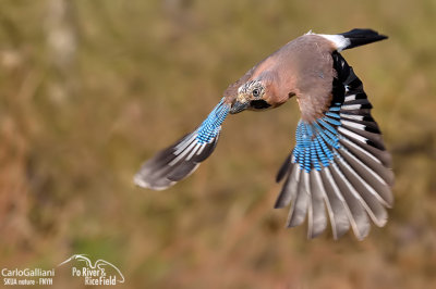 Ghiandaia -Eurasian Jay(Garrulus glandarius)