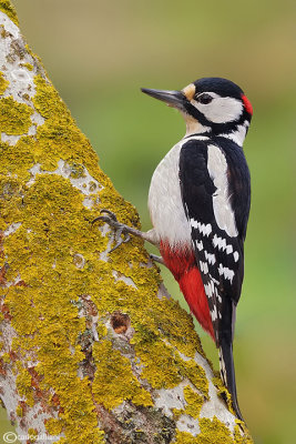 Picchio rosso maggiore-Great Spotted Woodpecker (Dendrocopos major))