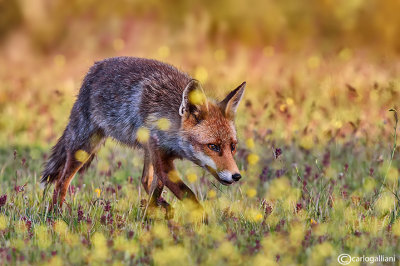 Volpe-Red Fox (Vulpes vulpes)