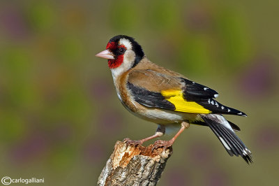 Cardellino	-European Goldfinch (Carduelis carduelis)