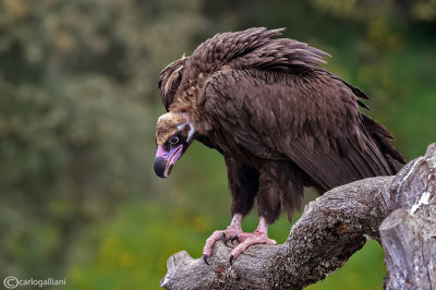 Avvoltoio monaco -Black Vulture (Aegypius monachus)