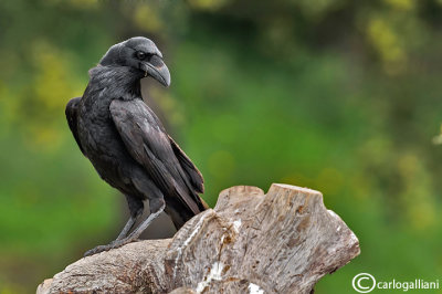 Corvo imperiale- Common Raven (Corvus corax)