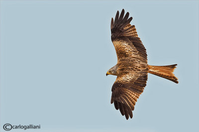 Nibbio reale-Red Kite (Milvus milvus)