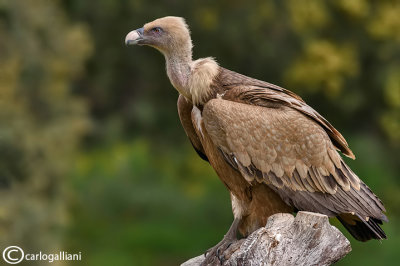 Grifone - Griffon Vulture (Gyps fulvus)