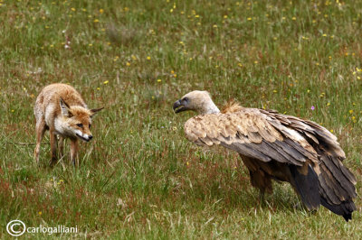 Red Fox & Griffon Vulture
