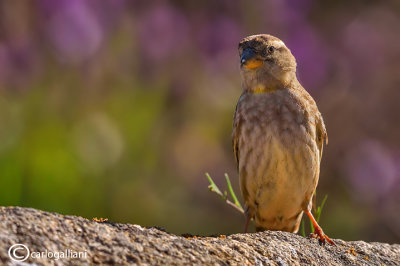 Passera lagia -Rock Sparrow(Petronia petronia)