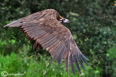 Avvoltoio monaco -Black Vulture (Aegypius monachus)