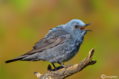 Passero solitario-Blue Rock Thrush (Monticola solitarius)