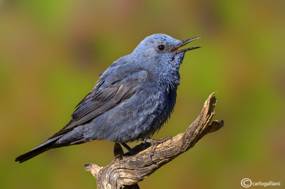 Passero solitario-Blue Rock Thrush (Monticola solitarius)