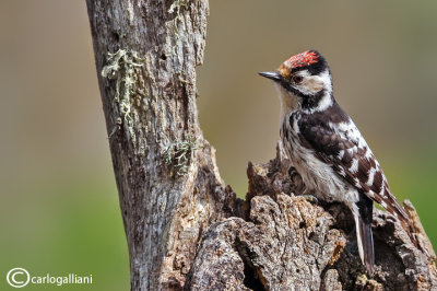 Picchio rosso minore -Lesser Spotted Woodpecker (Dendrocopos minor)