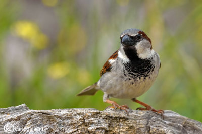 Passera oltremontana-House Sparrow (Passer domesticus)