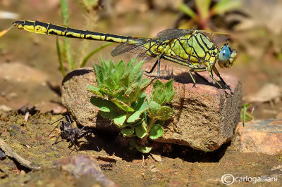 Gomphus pulchellus