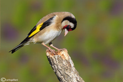 Cardellino	-European Goldfinch (Carduelis carduelis)