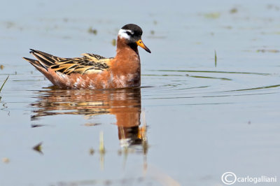 Falaropo beccogrande - Red Phalarope (Phalaropus fulicarius)